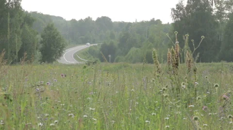 Highway through dense forest road on sunny day. Stock Footage 64845443