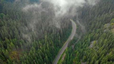 Highway through dense spruce forests of Ukrainian Carpathian Mountains Stock-Footage 105320081