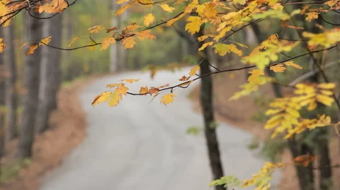 Highway through forest in autumn Stock Footage 56910092