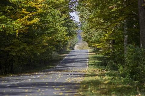 Highway through the forest with trees Stock Photos