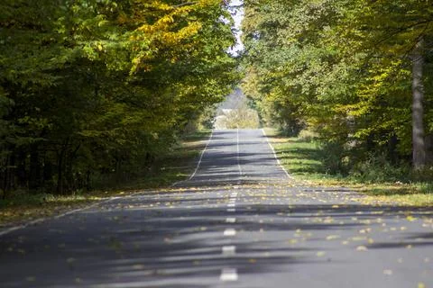 Highway through the forest with trees Stock Photos