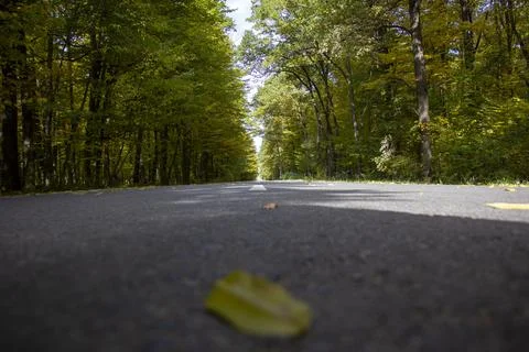 Highway through the forest with trees Stock Photos