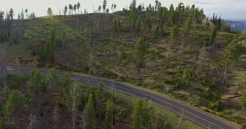 Highway through a rare pine forest and an approaching white trailer Video stock 118643190