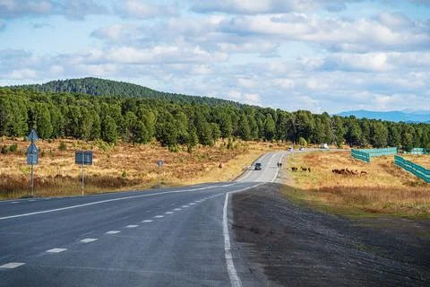 Highway through the Seminsky Pass Stock Photos