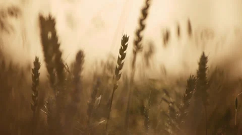 Highway &amp; wheat field Stock Footage 27488571
