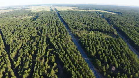 Highways among forests Stock Footage 245964659