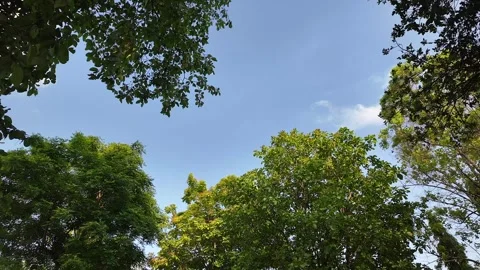 Hign angle view tree against blue sky background. Stockbeeldmateriaal 277491739