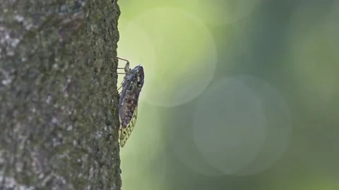 Higurashi cicada resting on a tree and vocalising. Stock Footage 162006802
