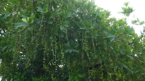 Hijal tree 스톡 동영상 344253471