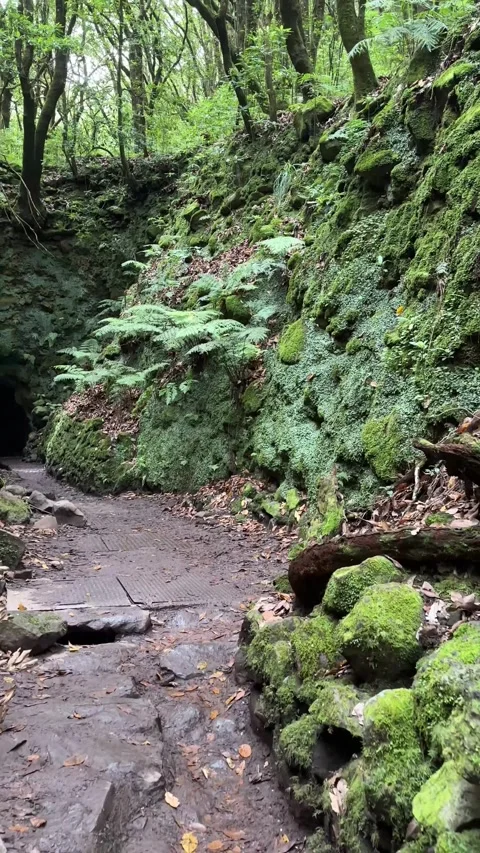 Hike Along Madeiras Levada Trail with Water Channels and Mossy Rocks Stock Footage 299944580