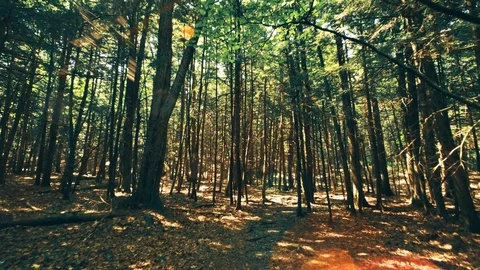 Hike and Sunlight Through Trees In Forest 4K Video stock 94837479