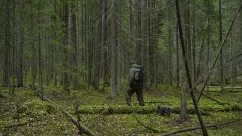 Hike in the conifer forest Video stock 295447502