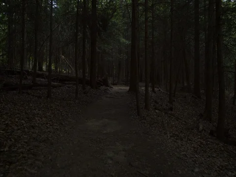 Hike down trail between tall straight trees at Cuyahoga Valley National Park Stock Footage 82727059