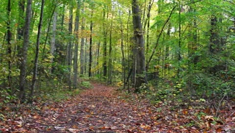 A hike in the fall Stock Footage 8840049