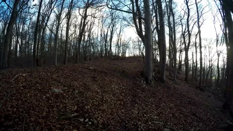 A hike in the forest Stock Footage 145687217