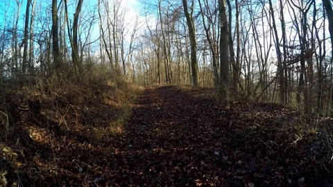 A hike in the forest Stock Footage 145687330