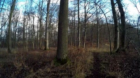 A hike in the forest Stock Footage 145689059