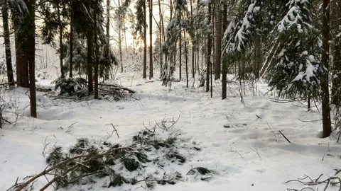 Hike in the forest Stock Footage 224238969