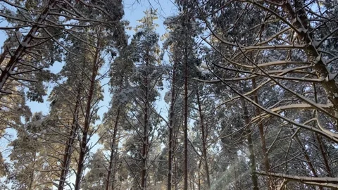 Hike in the forest Stock Footage 226950670