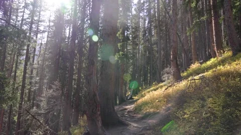 Hike in Forest | Sun Shining Through Trees | Trail | 4k Footage Stock Footage 293634260