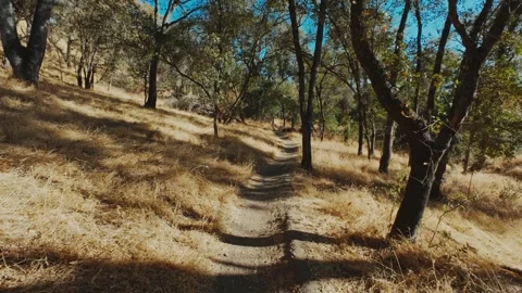Hike in oak tree forest on single track trail Video stock 295822257