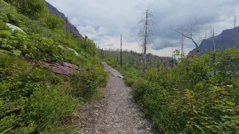 Hike on a Rocky Trail Through a Regrowing Burnt Forest in the Canadian Rockies Stock Footage 319577006