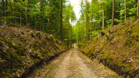 Hike through the forest Stock Footage 217428560