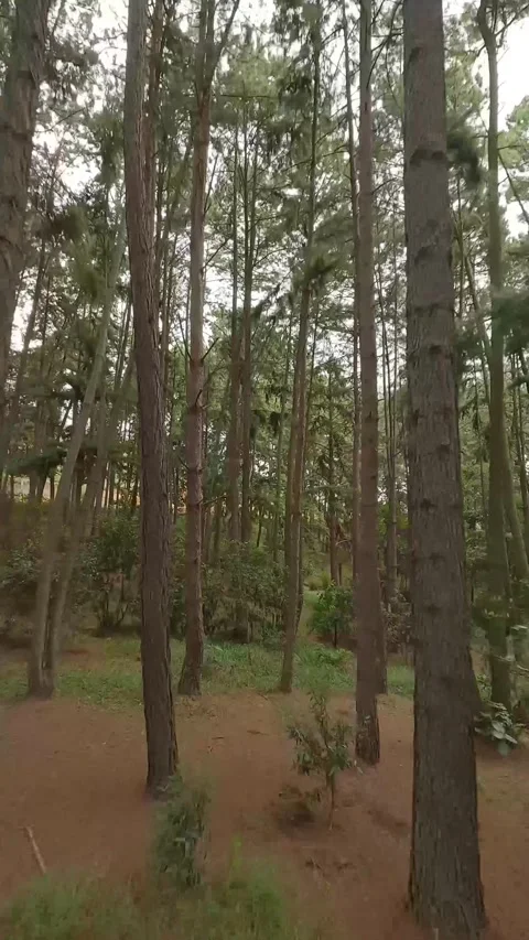 "Hike through the forest". Stock Footage 252225671