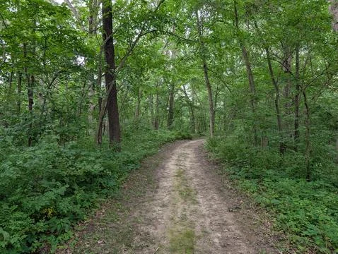 A hike through a green forest 스톡 사진