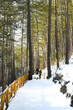 Hike through Pine forest during winter Stock Photos