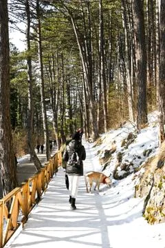 Hike through Pine forest during winter Stock Photos