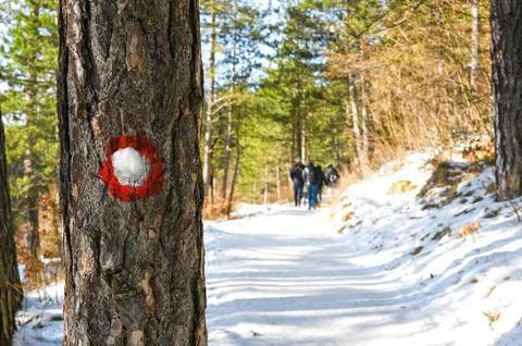 Hike through Pine forest during winter Stock Photos