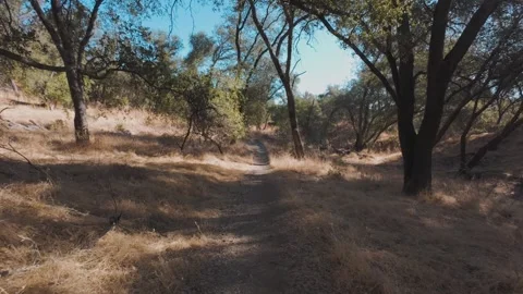 Hike through a sun drenched oak grove in California during summer 스톡 동영상 330668141