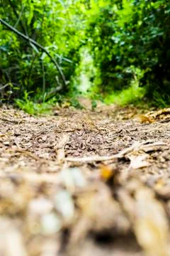 Hike trail with trees Stock Photos