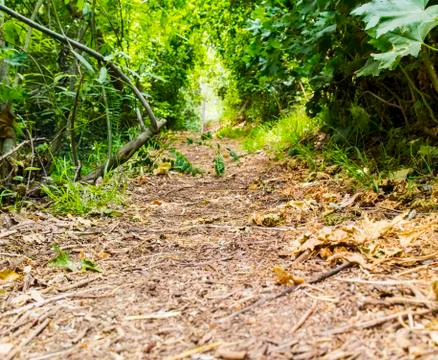 Hike trail with trees Stock Photos