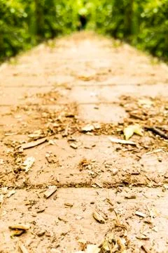 Hike trail with trees Stock Photos