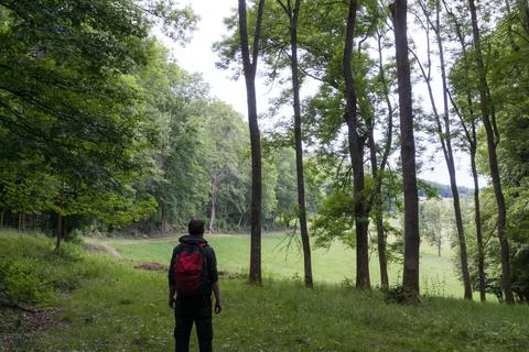 A hiker back to camera, looking at a path going around the edge of a wood. Stock Photos