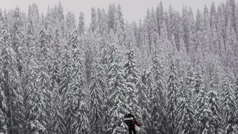 Hiker with a backpack against a background of snow-covered trees in the snowf Stock-Footage 219945344