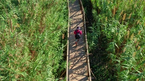 A hiker with a backpack in a cap and shorts walks a wooden footbridge among.. Stock Footage 230234466