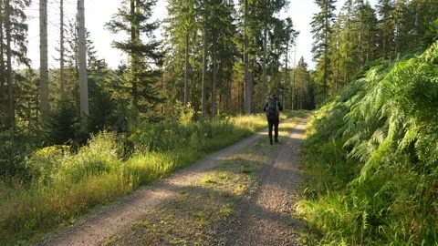 Hiker with backpack on a forest road in Black Forest, Germany Vidéo 345017290