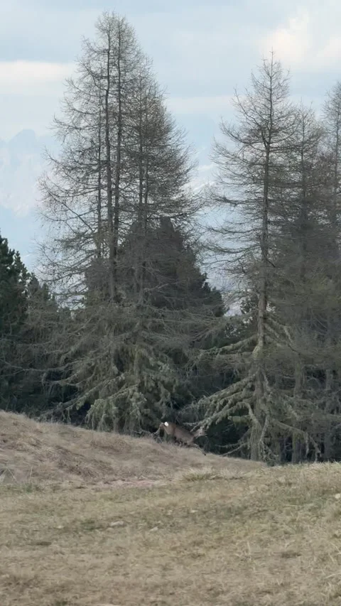 A hiker with a backpack traverses a grassy hillside with trees and distant Stock Footage 334336635