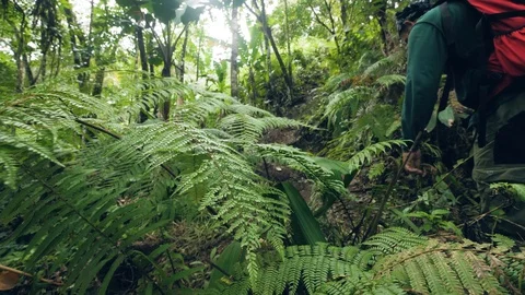 Hiker with backpack trekking in dense rainforest. Traveling man walking on Stock Footage 107636741