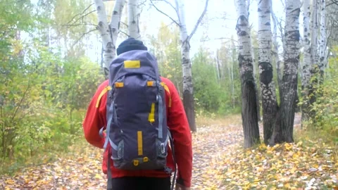 Hiker with backpack walking in forest. autumn trekking Stock Footage 146502486