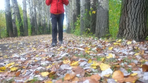 Hiker with backpack walking in forest. autumn trekking Stock Footage 159573200
