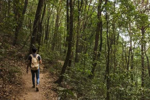 Hiker with backpack walking forest Stock Photos