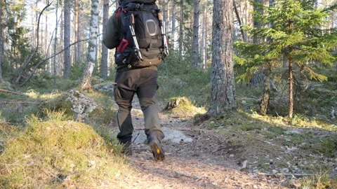 Hiker with backpack walking on forest trail in sunny woodland Video stock 333690947