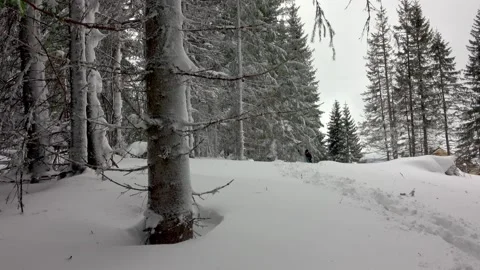 Hiker With Backpack Walking In Mountain Winter Forest, Covered With Deep Snow Stock Footage 220736795