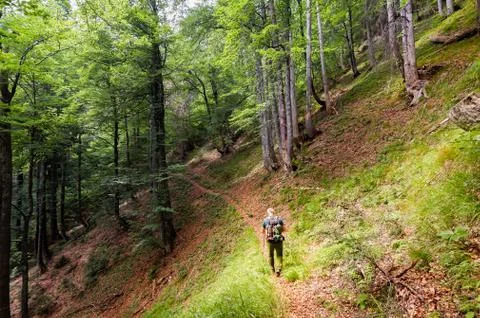 Hiker with backpack  walks on the forest path. Stock Photos