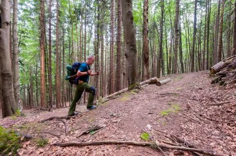 Hiker with backpack  walks on the forest path. Foto stock