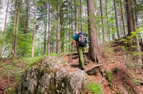 Hiker with backpack  walks on the forest path. Stock-Fotos